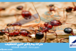شركة مكافحة النمل الاحمر بجدة