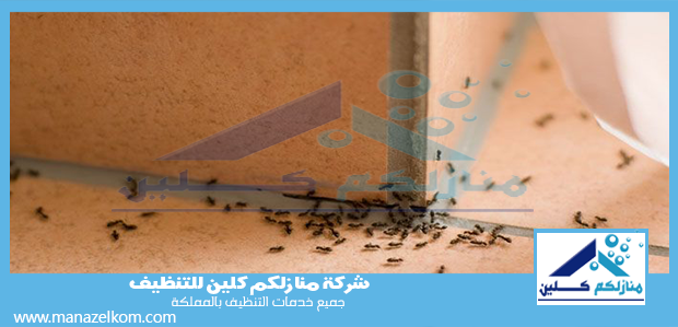 شركة مكافحة النمل الاسود بالطائف