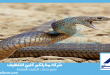 شركة مكافحة الثعابين بجدة