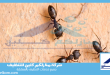 شركة مكافحة النمل الاسود بجدة