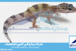 شركة مكافحة الوزغ بالقصيم