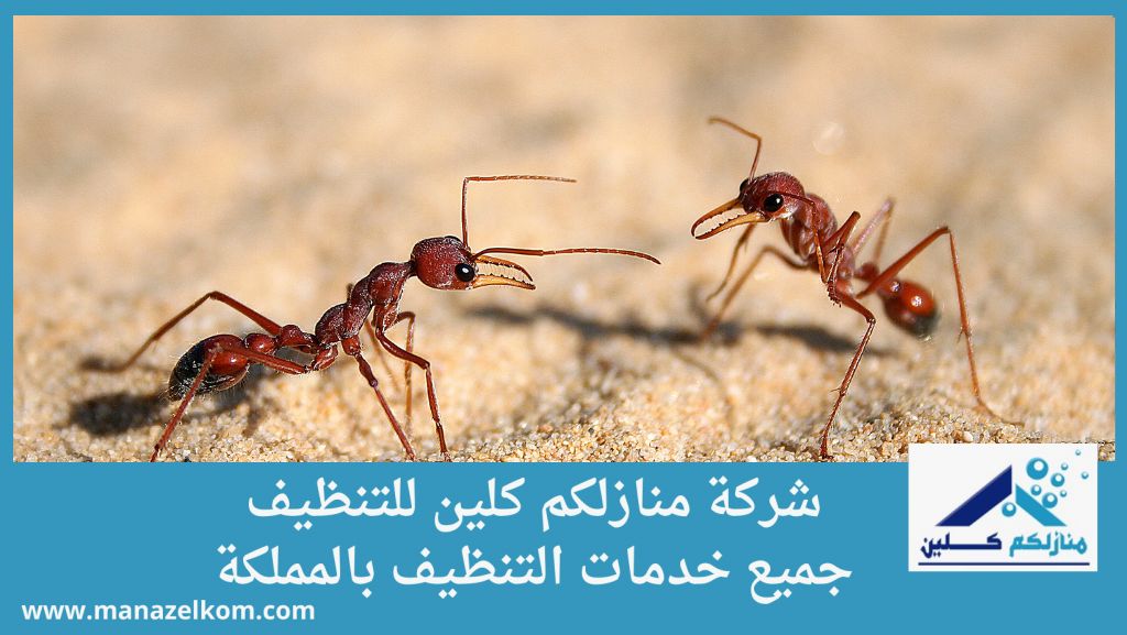 مكافحة النمل الاحمر